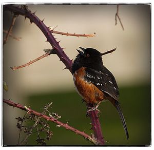 Close-up of bird perching on tree