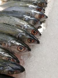 High angle view of fish for sale in market