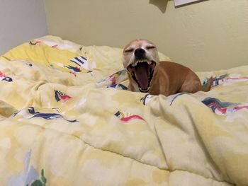 Puppy yawning on bed at home