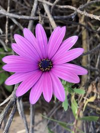 Close-up of purple flower