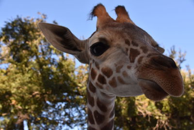 Close-up portrait of giraffe