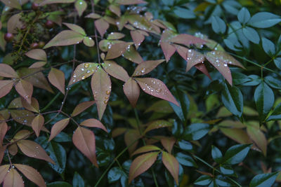 Close-up of wet plant leaves during rainy season