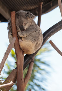 Low angle view of koala sleeping on wood