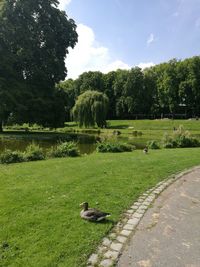 View of birds perching on grass by lake against sky