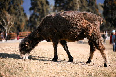 Black sheep eating the grass in the farm 