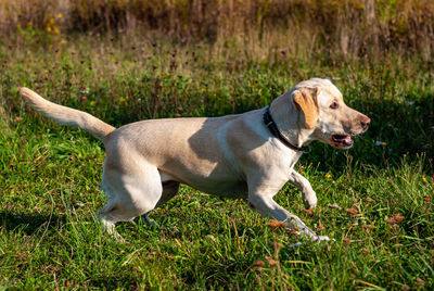 Labrador retriever in tense action 