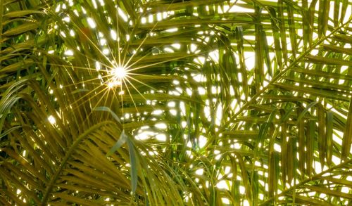 Low angle view of bamboo trees