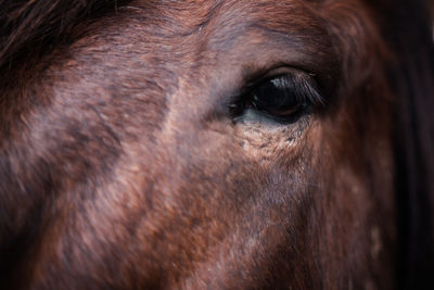 Close-up of horse