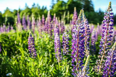 Close-up of purple flowering plants on field