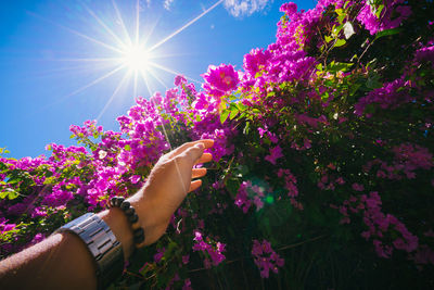 Cropped hand reaching towards flowers against blue sky on sunny day