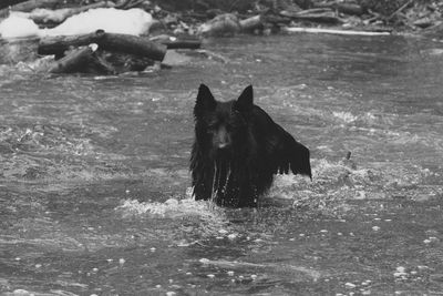 Dog running in water