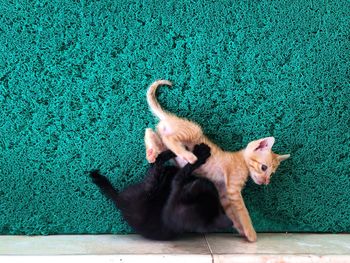 Directly above shot of cats on rug