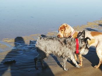 High angle view of dog in water