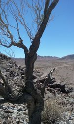 Bare trees on landscape