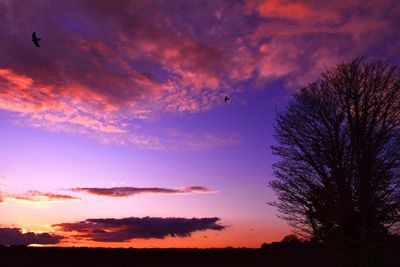 Low angle view of silhouette trees against sky during sunset