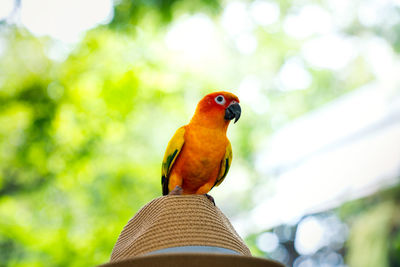 Parrots in the pine. parakeet on the hat. parrot sun conure on head.