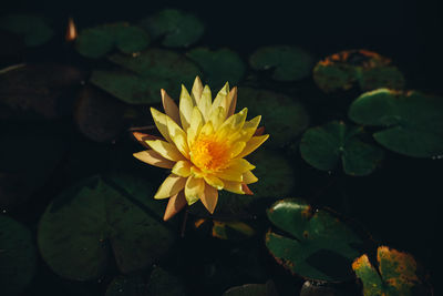 Close-up of water lily in lake