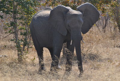 Elephant in a forest