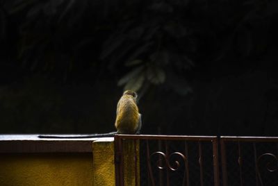 Close-up of bird perching on railing against wall