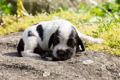 Close-up of a dog