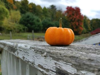Close-up of pumpkin on railing