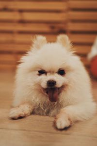 Portrait of white dog on floor at home