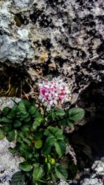 High angle view of pink flowers blooming outdoors