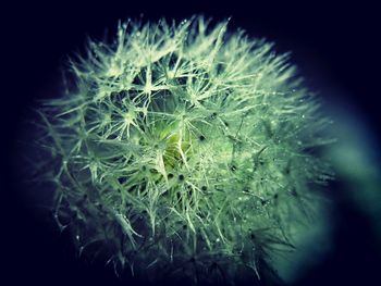 Close-up of dandelion on cactus