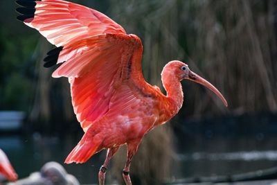 Close-up of a bird