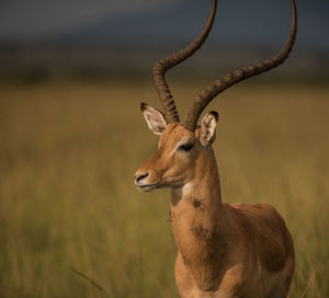 Gazelle standing on field