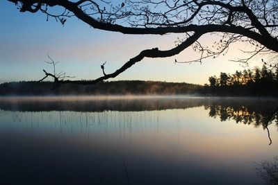 Reflection of trees in calm lake