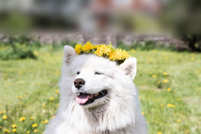 Close-up of a dog looking away