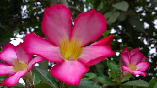 Close-up of fresh pink flower blooming in garden