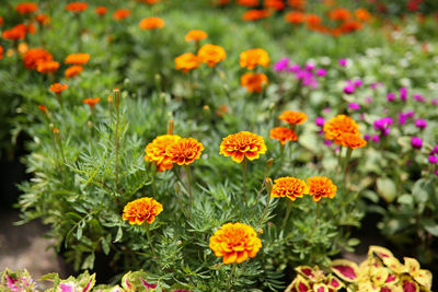 Close-up of orange flowers