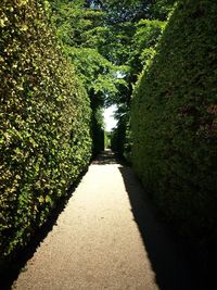 Footpath leading towards trees