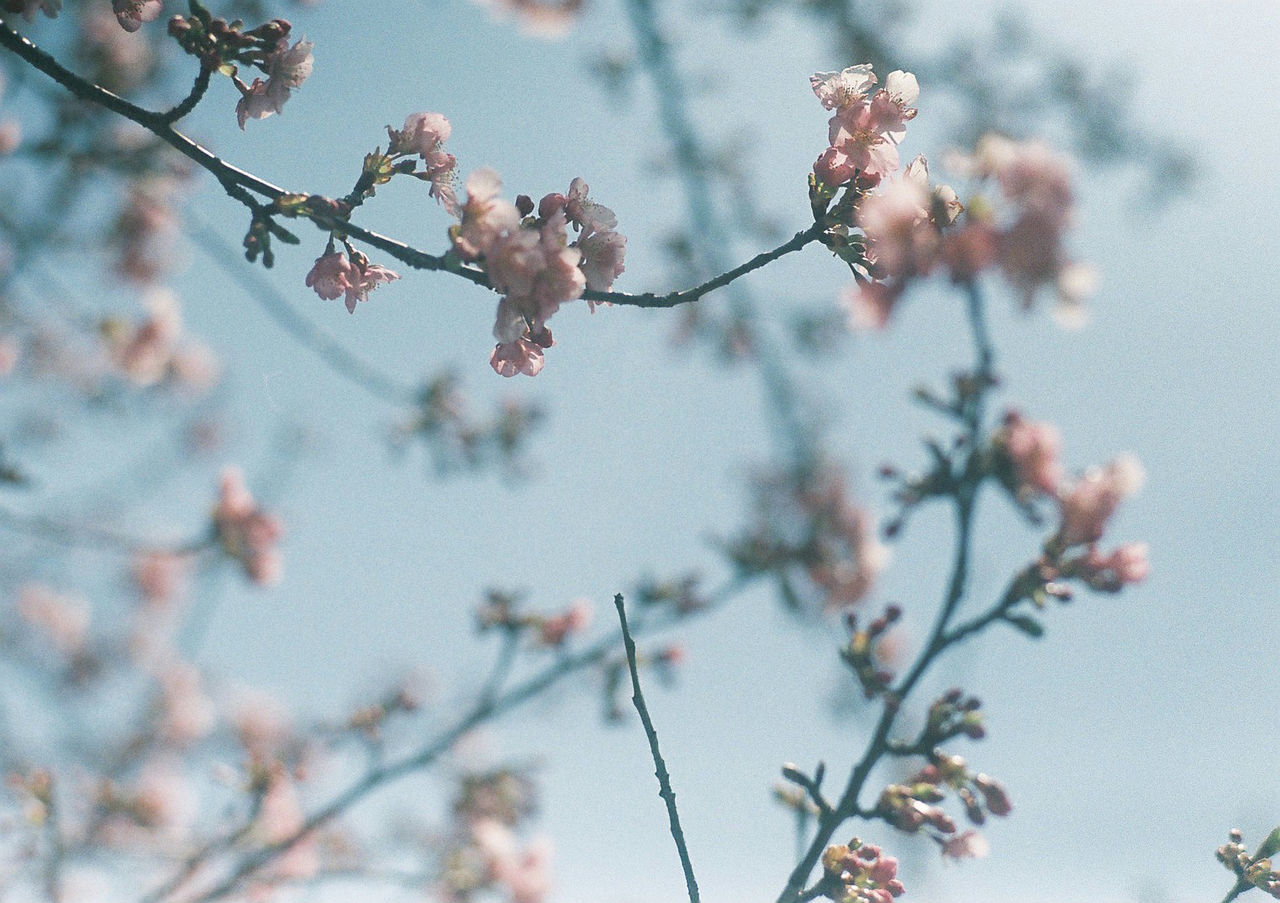 CLOSE-UP OF CHERRY BLOSSOM