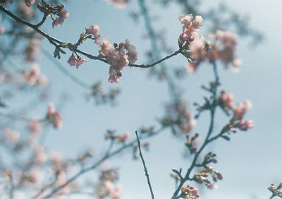 Low angle view of cherry blossoms in spring