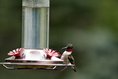 Close-up of bird perching on feeder