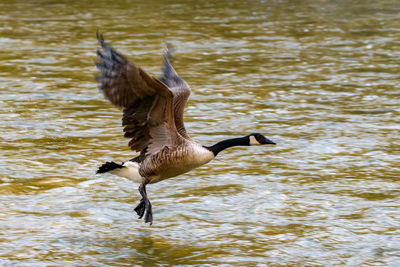 Bird flying over water