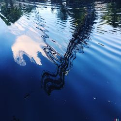 Reflection of trees in water