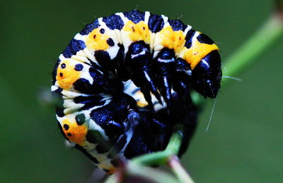 Close-up of insect on leaf