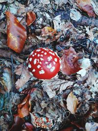 High angle view of mushroom growing on field