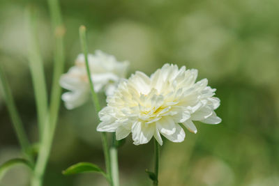 Close-up of white flowering plant