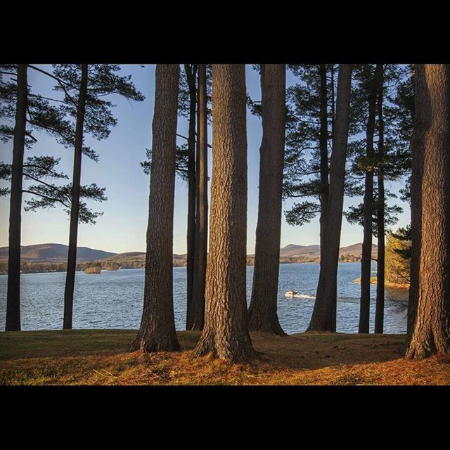 water, tree, tree trunk, sea, tranquility, tranquil scene, nature, scenics, sky, beauty in nature, branch, horizon over water, beach, lake, growth, shore, day, idyllic, transfer print, no people