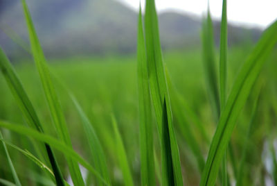 Close-up of crops growing on field