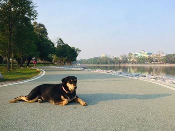 Dog sitting in a park