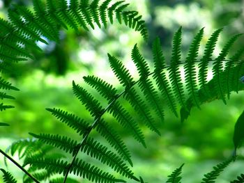Close-up of fern leaves on tree