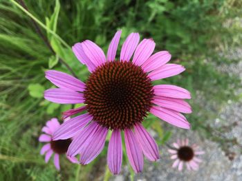 Close-up of pink flower