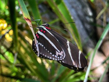 Butterfly perching on leaf