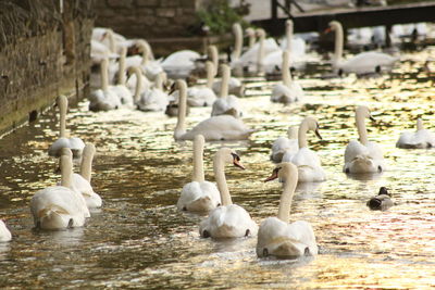 Swans swimming in a canal